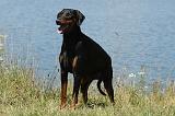 DOBERMANN 1040